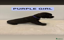 Cocker Spaniel dogs for sale: Gorgeous Full Cocker Spaniel Pups  - Image 16