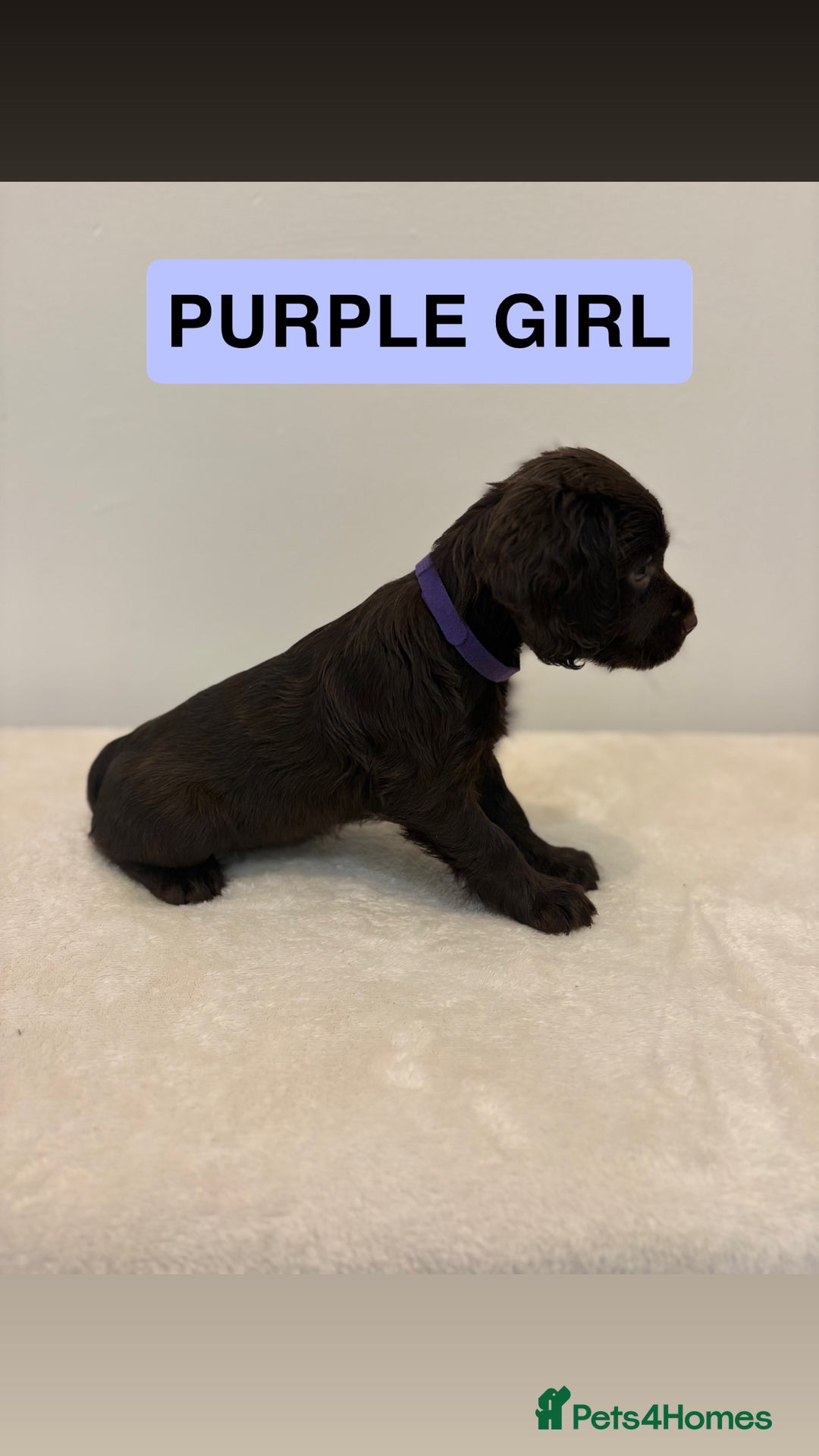 Cocker Spaniel dogs for sale: Gorgeous Full Cocker Spaniel Pups  - Image 16