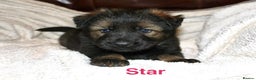 German Shepherd dogs for sale: German shepherd puppies  - Advert 18