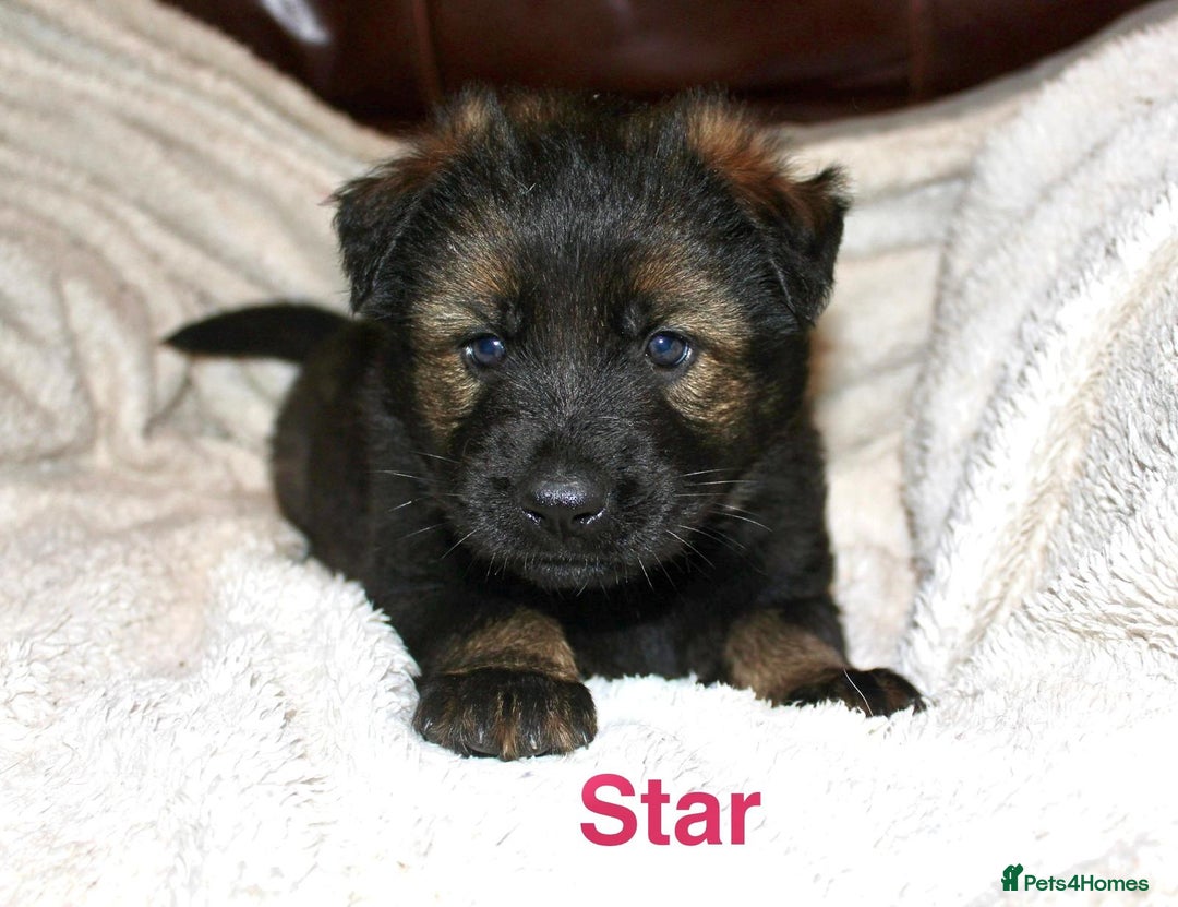 German Shepherd dogs for sale: German shepherd puppies  - Advert 18