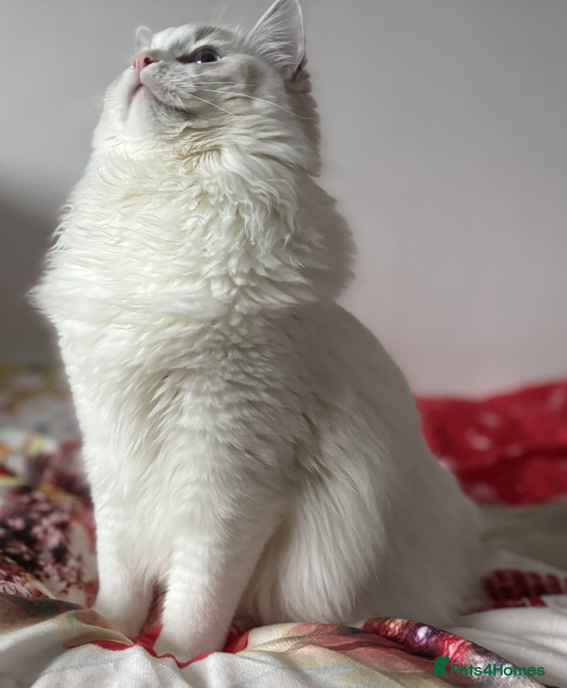 Ragdoll cats Two The last Boys Pedigree Ragdoll  Available - Advert 4