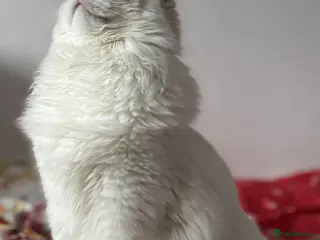 Ragdoll cats Two The last Boys Pedigree Ragdoll Available - Advert 4