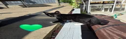 Mixed Breed cats for sale: 3 Boy Kittens Available  - Advert 4