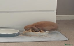Mini Lop rabbits for sale: Adorable mini lop bunny - Image 4