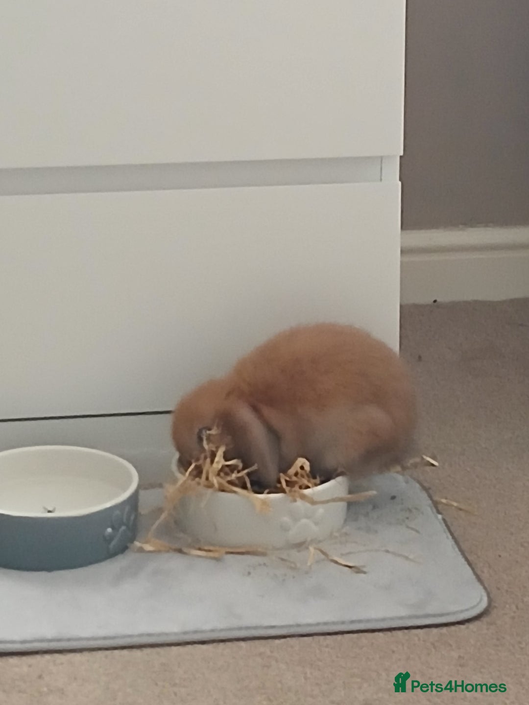 Mini Lop rabbits for sale: Adorable mini lop bunny - Image 4