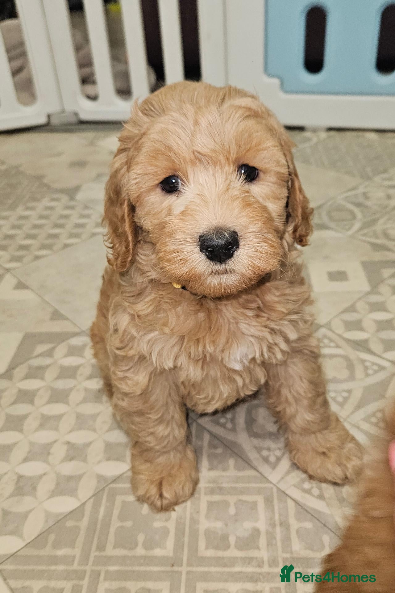 Cockapoo dogs 1 Girl Ready for loving homes, licensed breeder!   - Advert 1