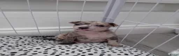 Chihuahua dogs for sale: Chuiahuia puppies 3 weeks old  - Advert 4