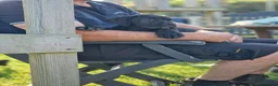 Cane Corso dogs for sale: Absolutely stunning Cane Corso’s  - Advert 38
