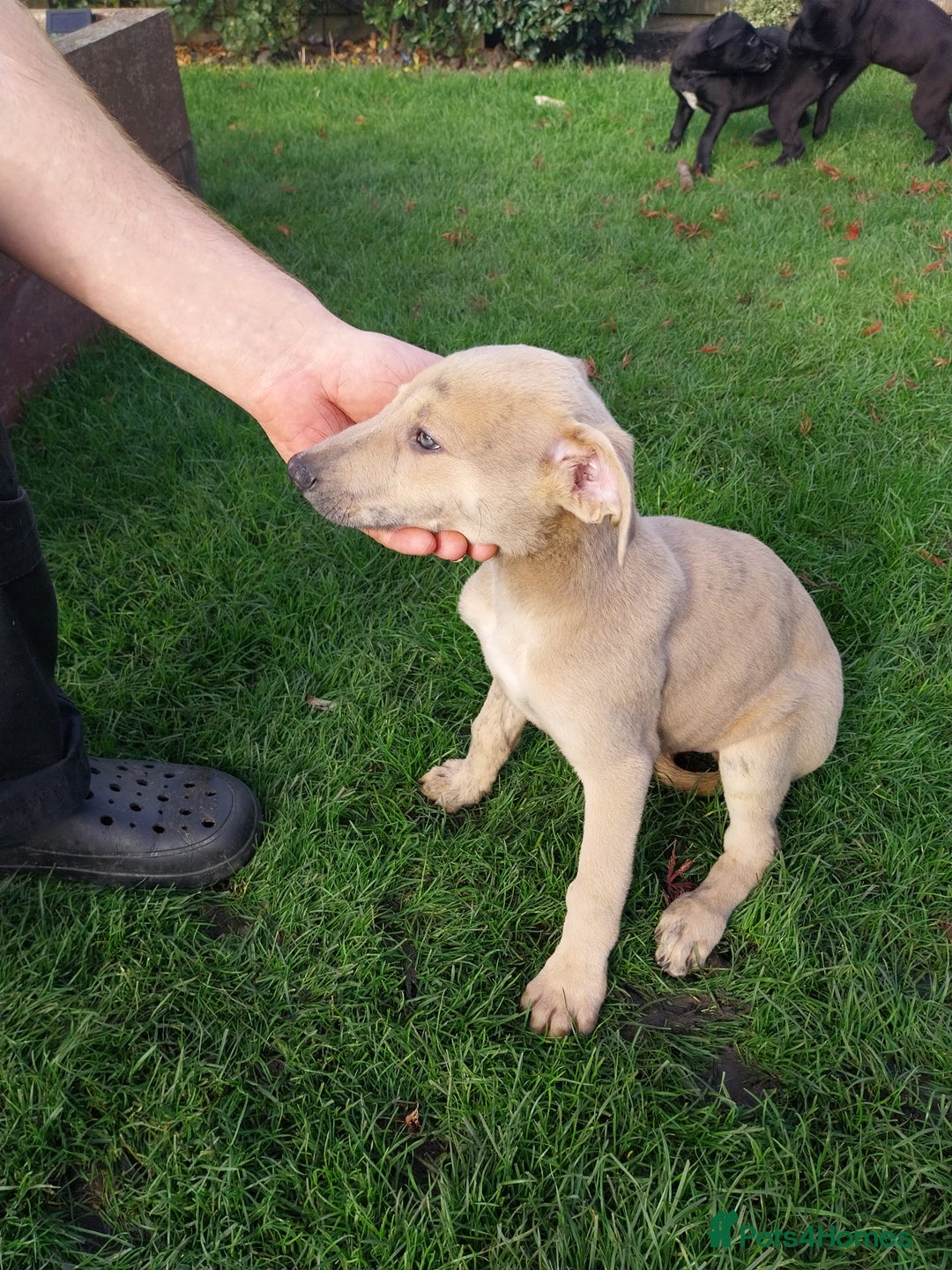 Lurcher dogs for sale: Mr Lewis Tidd  - Image 1