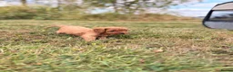 Cavapoo dogs for sale: Beautiful Cavapoo Litter of five for sale.  - Advert 6