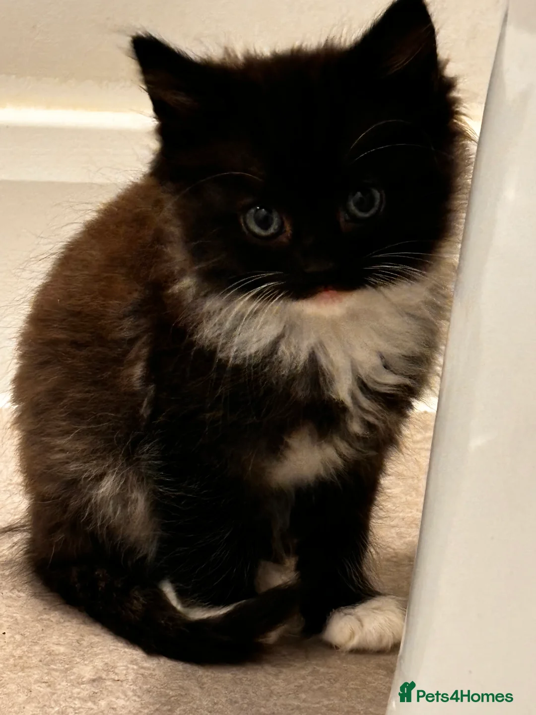 Mixed Breed cats for sale: 2 male black kitten/black white female  in St Albans - Advert 2