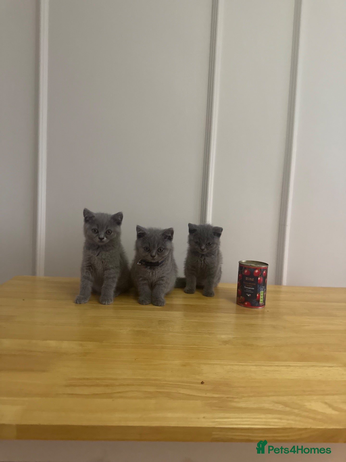 British Shorthair cats GCCF Pedigree British Shorthair Kittens -blue/grey - Advert 1