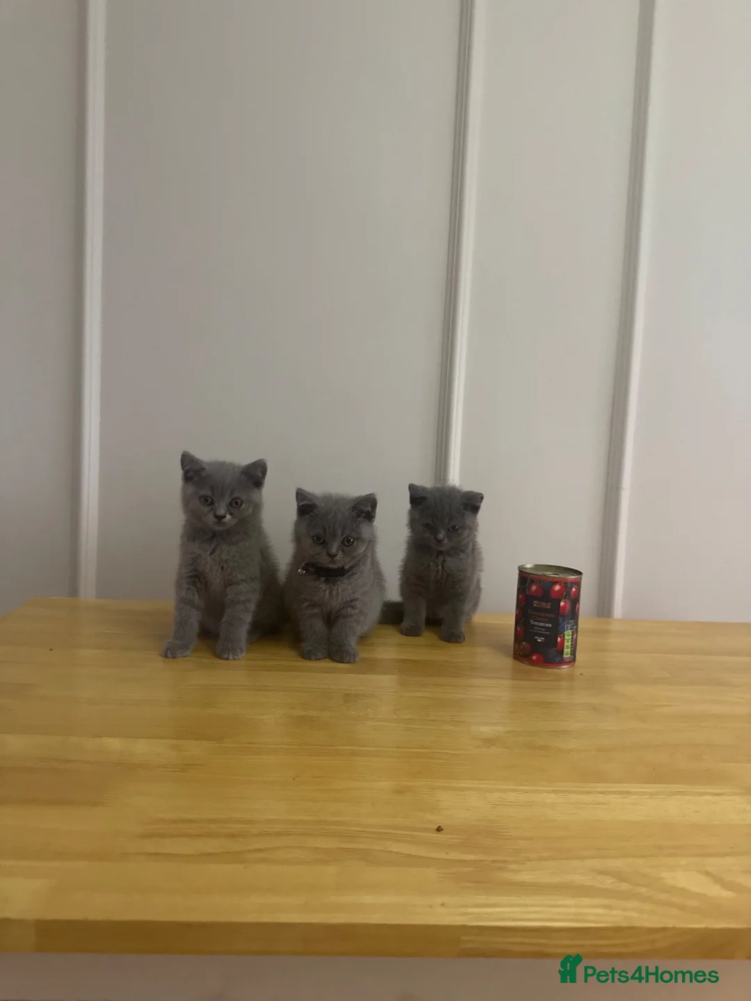 British Shorthair cats for sale: GCCF Pedigree British Shorthair Kittens -blue/grey - Advert 1