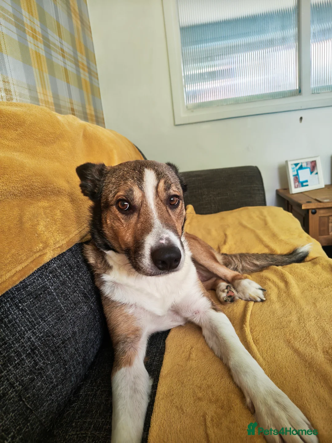 Border Collie dogs for sale: Alfie  - Advert 2