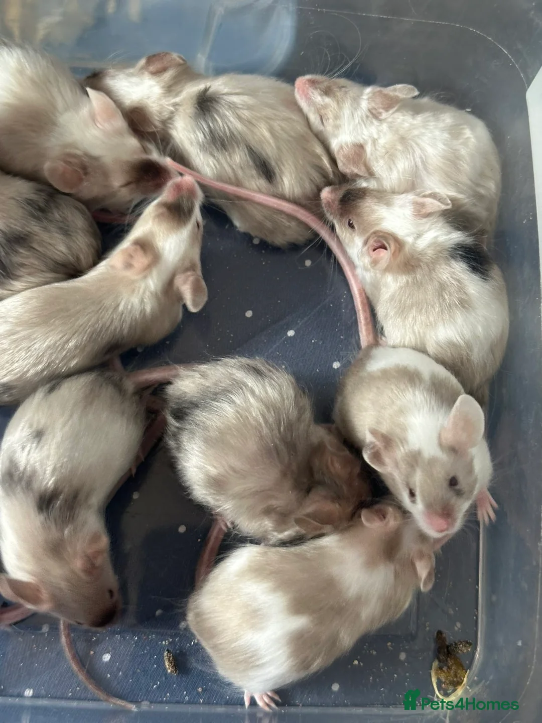 Mouse rodents for sale: Fancy mice looking for their forever homes in Chard - Advert 2