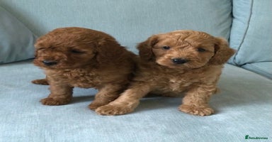 Cockapoo dogs - Advert 5