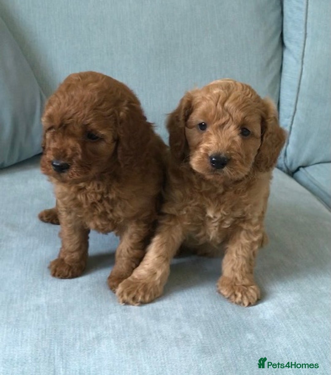 Cockapoo dogs for sale: Toy F1B cockapoo pups - Image 4