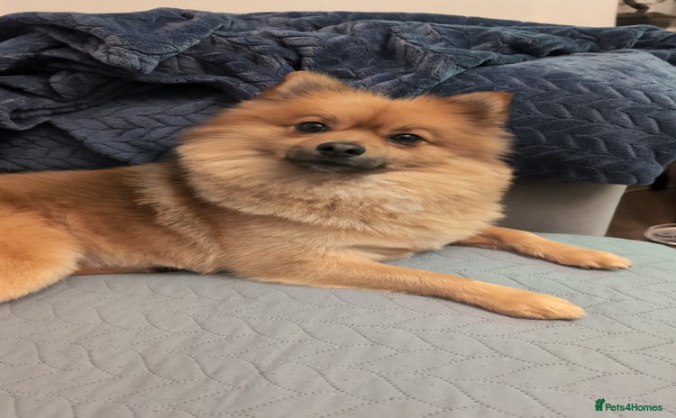 Pomeranian dogs - Advert 1
