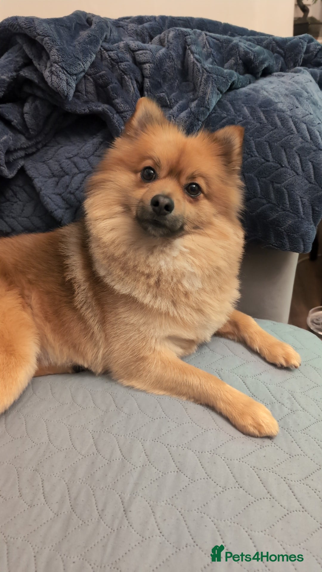 Pomeranian dogs for stud: Sable Pomeranian  - Image 1