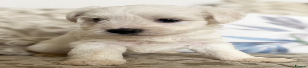 Baxter