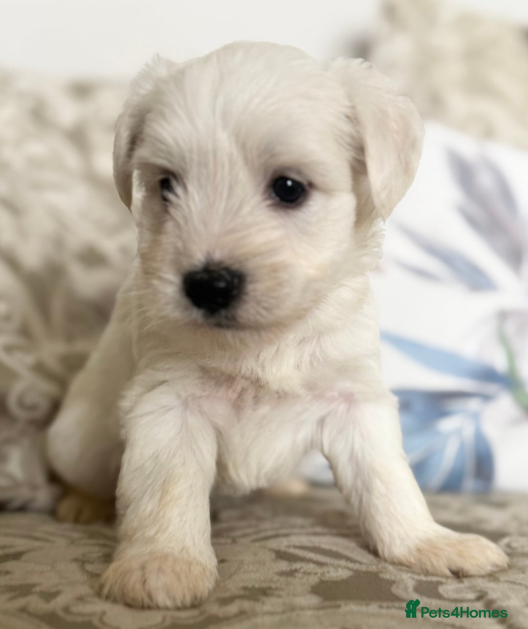 Miniature Schnauzer dogs for sale: Absolutely Stunning Healthy Mini Schnauzers  - Image 2