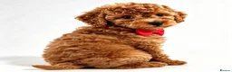 Toy Poodle dogs for sale:  Beautiful Toy Poodle Puppies  - Advert 15