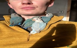 Lovebirds birds for sale: Cuddly hand reared baby lovebirds - Image 1
