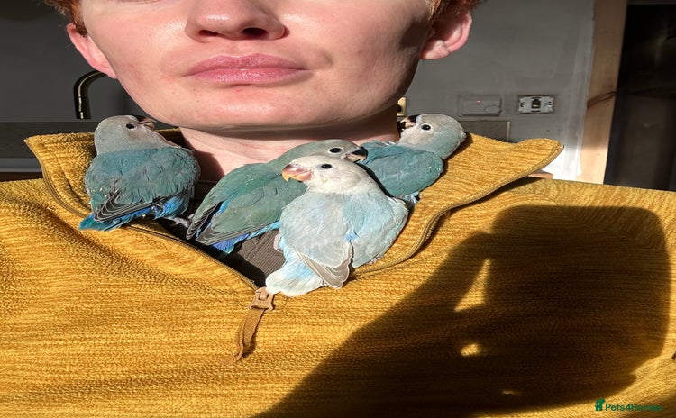 Lovebirds birds - Advert 12