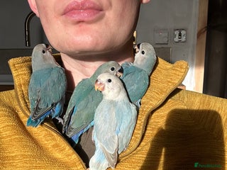 Lovebirds birds - Advert 18