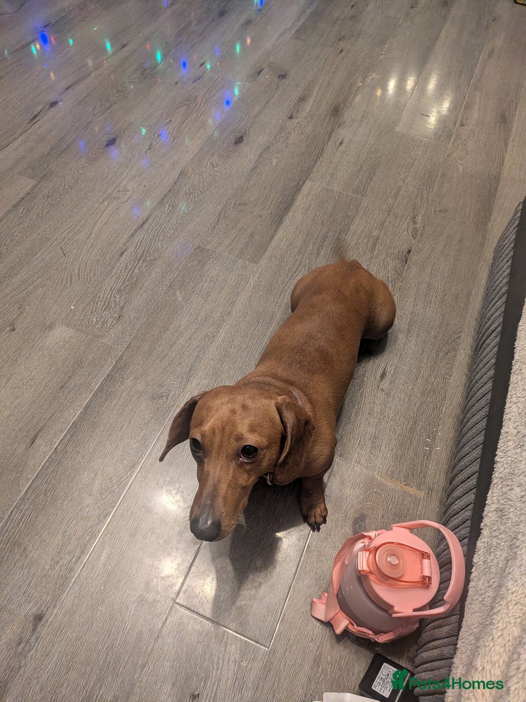 Dachshund dogs for sale: Dachshund puppies  - Advert 2