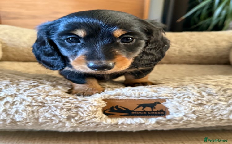 Miniature Dachshund dogs Long-Hair Black & Tan Miniature Dachshund Puppies - Advert 2