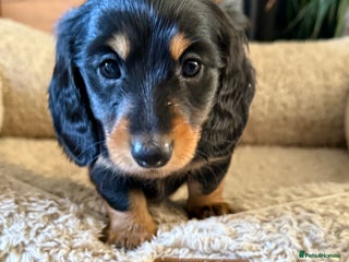 Miniature Dachshund dogs Long-Hair Black & Tan Miniature Dachshund Puppies - Advert 5