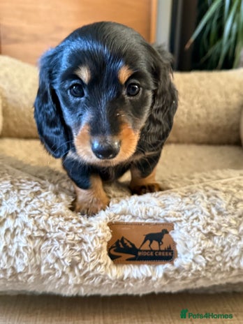 Miniature Dachshund dogs Long-Hair Black & Tan Miniature Dachshund Puppies - Advert 2