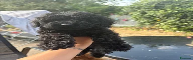 Toy Poodle Puppy 1