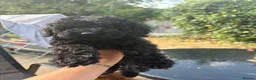 Toy Poodle dogs for sale: extensively health tested Stunning toy poodles  - Advert 13