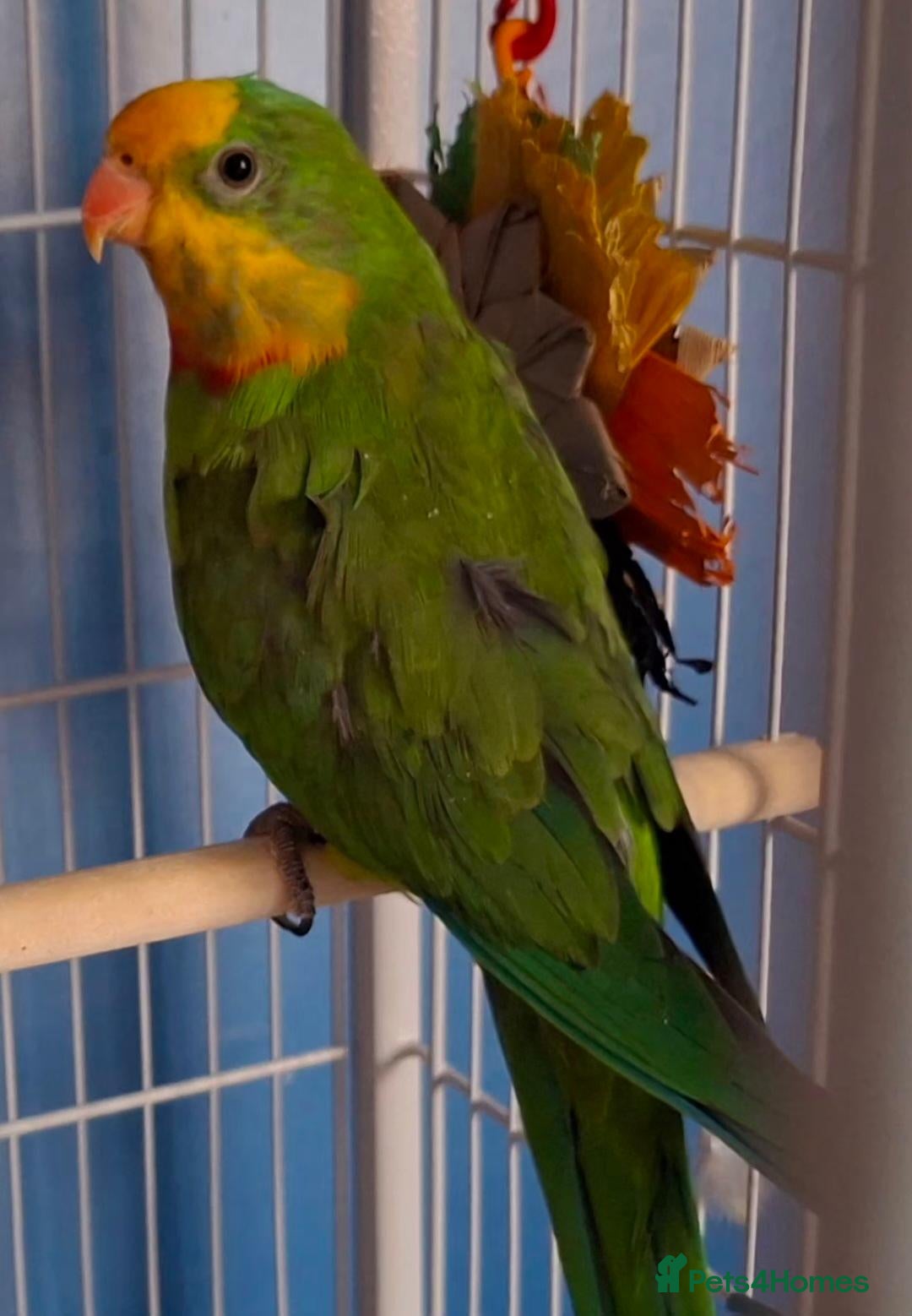 Parakeets birds PBFD positive Barraband Parakeet - Advert 4