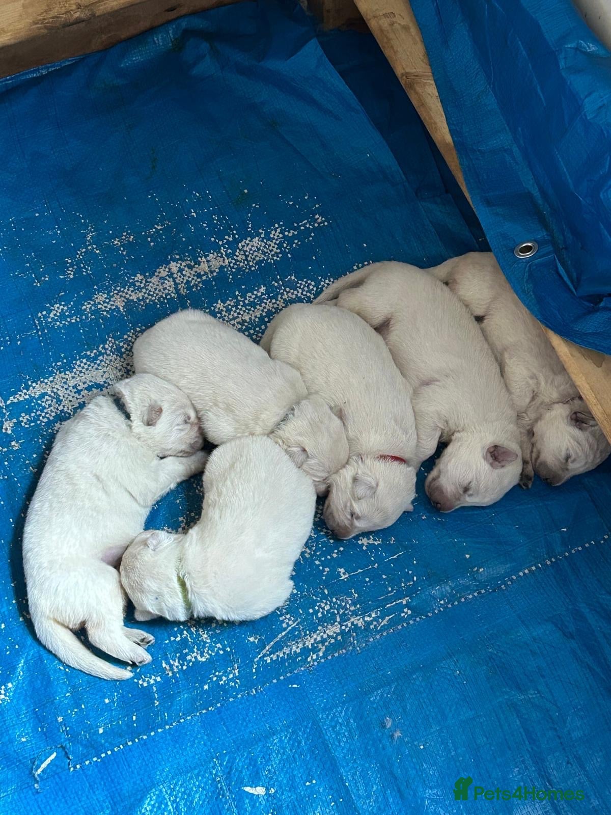 White Swiss Shepherd dogs White Swiss Shepherd Puppies 🐶 3 BOYS / 3 GIRLS - Advert 5