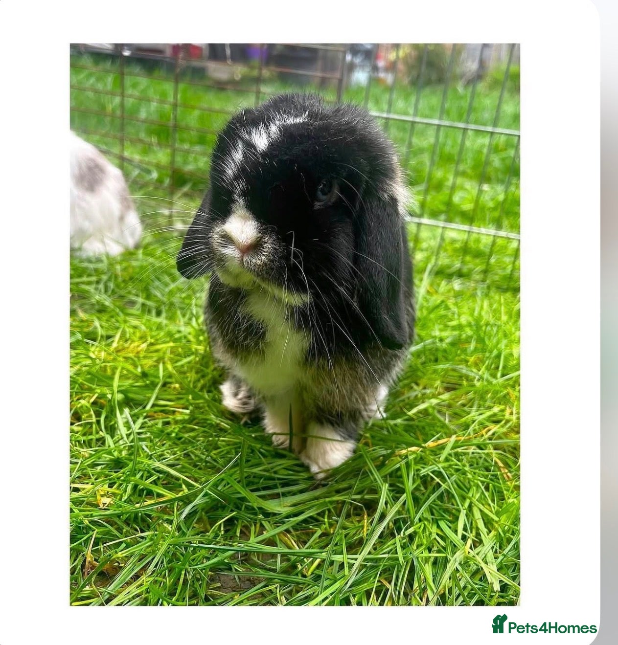 Mini Lop rabbits Zòa looking for her forever pet home  - Advert 1