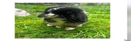 Mini Lop rabbits for sale: Zòa looking for her forever pet home  - Advert 1