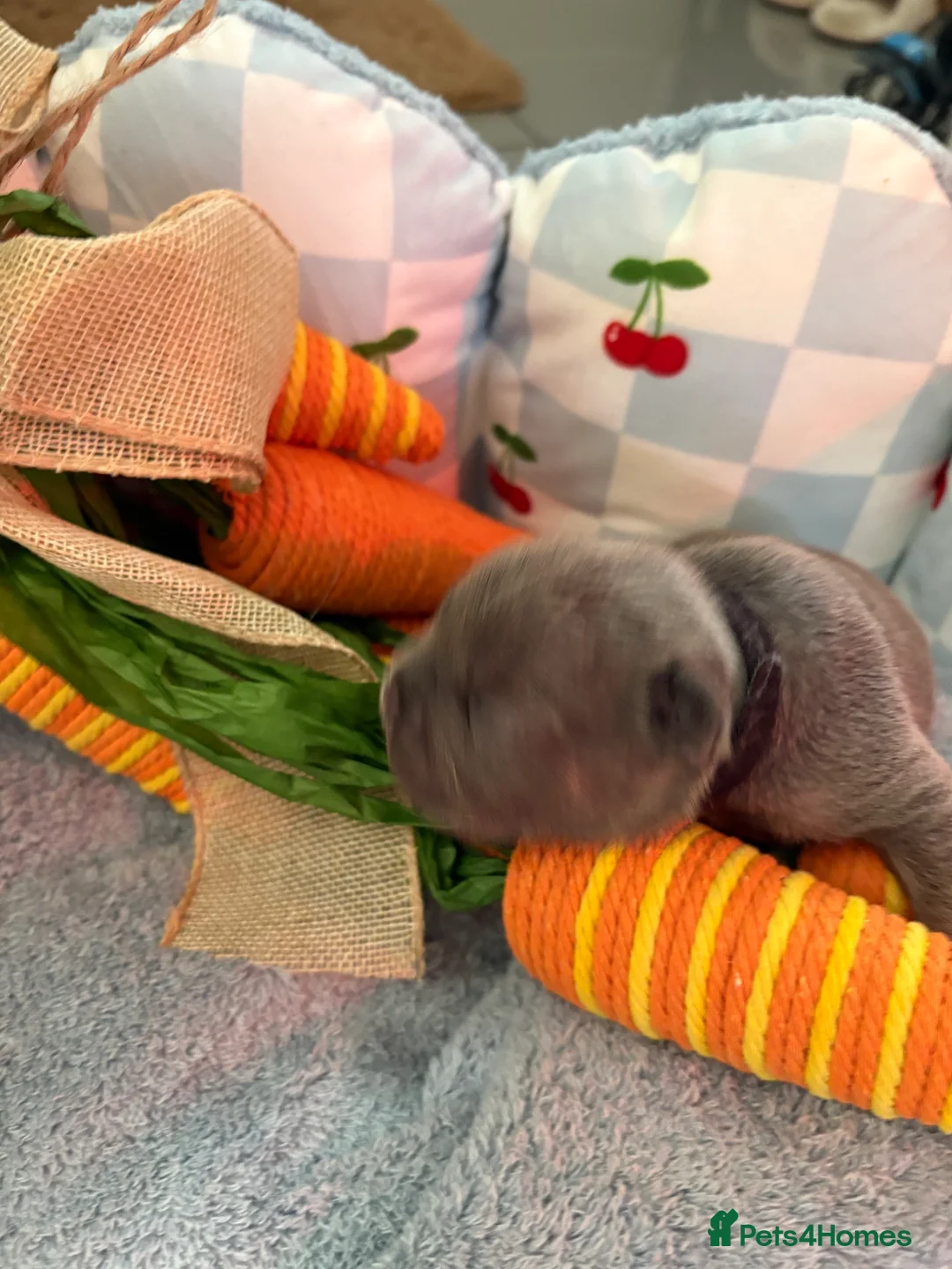 French Bulldog dogs for sale: Kc registered French bulldog puppies - Advert 12