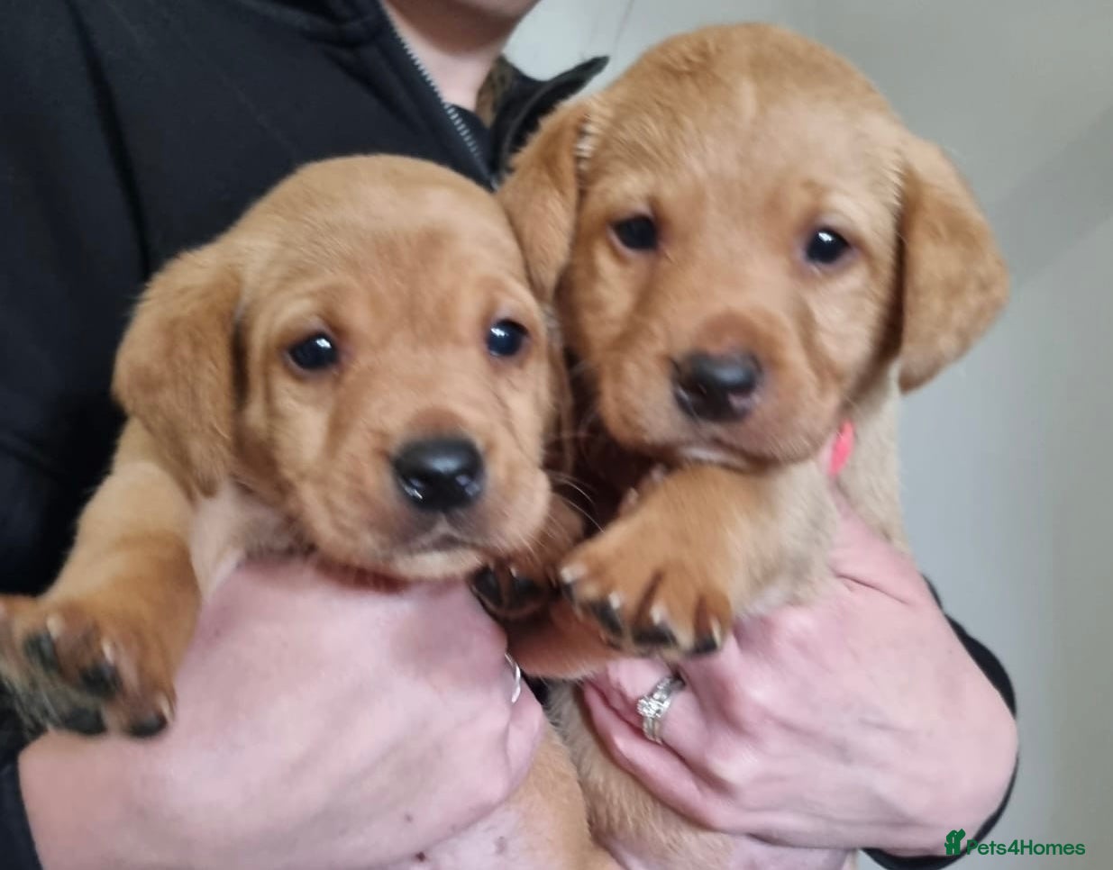 Labrador Retriever dogs KC Reg Labrador Fox Red only 2 girls/4 boys left - Advert 12