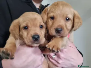 Labrador Retriever dogs KC Reg Labrador Fox Red only 2 girls/4 boys left - Advert 4