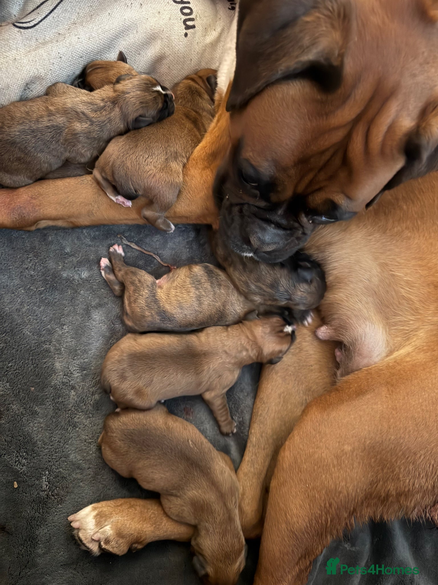 Boxer dogs Stunning KC Registered Boxer Puppies - Advert 11