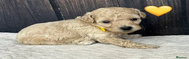 Yellow Collar Female