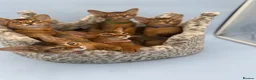 Abyssinian cats for sale: Five Abyssinian kittens with lots of love to give - Advert 7
