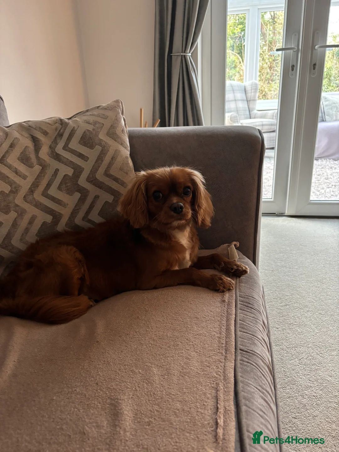 Cavalier King Charles Spaniel dogs for sale: Beautiful cavalier King Charles spaniel  - Advert 9