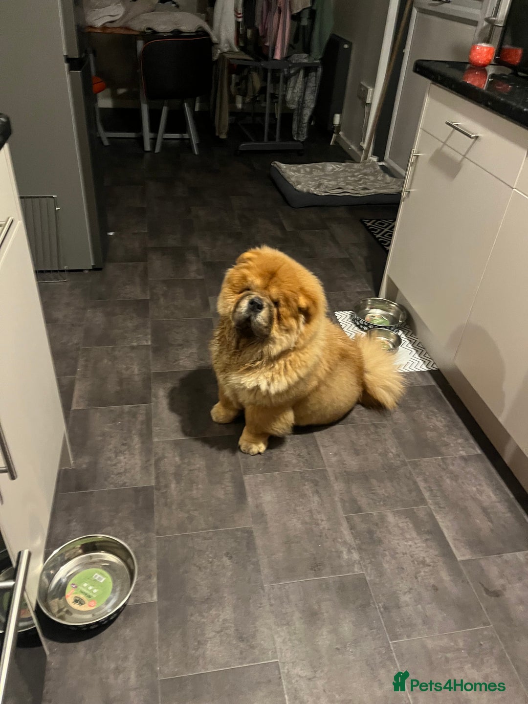 Chow Chow dogs for sale: Female chow chow  - Advert 3