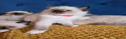 Ragdoll cats for sale: Registered Ragdoll Kittens  - Advert 18