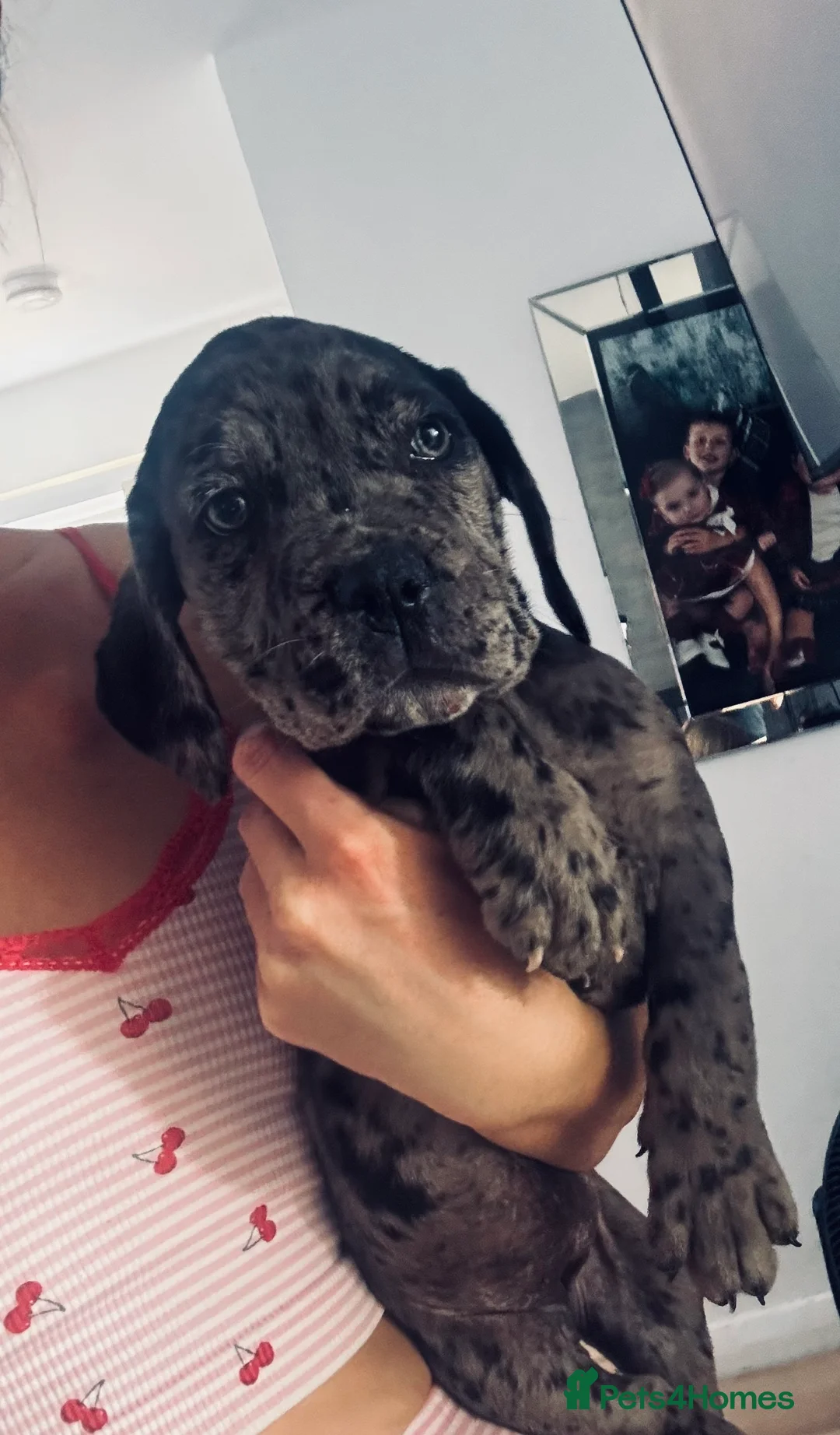 Cane Corso dogs for sale: Beautiful litter of cane corso  - Advert 2