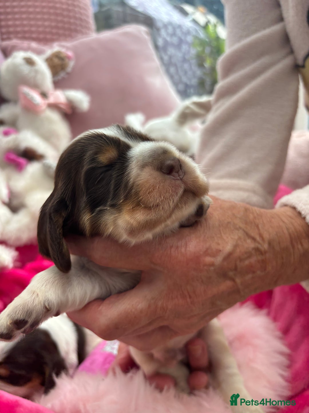 Cocker Spaniel dogs for sale: Outstanding show cocker pups - Image 18